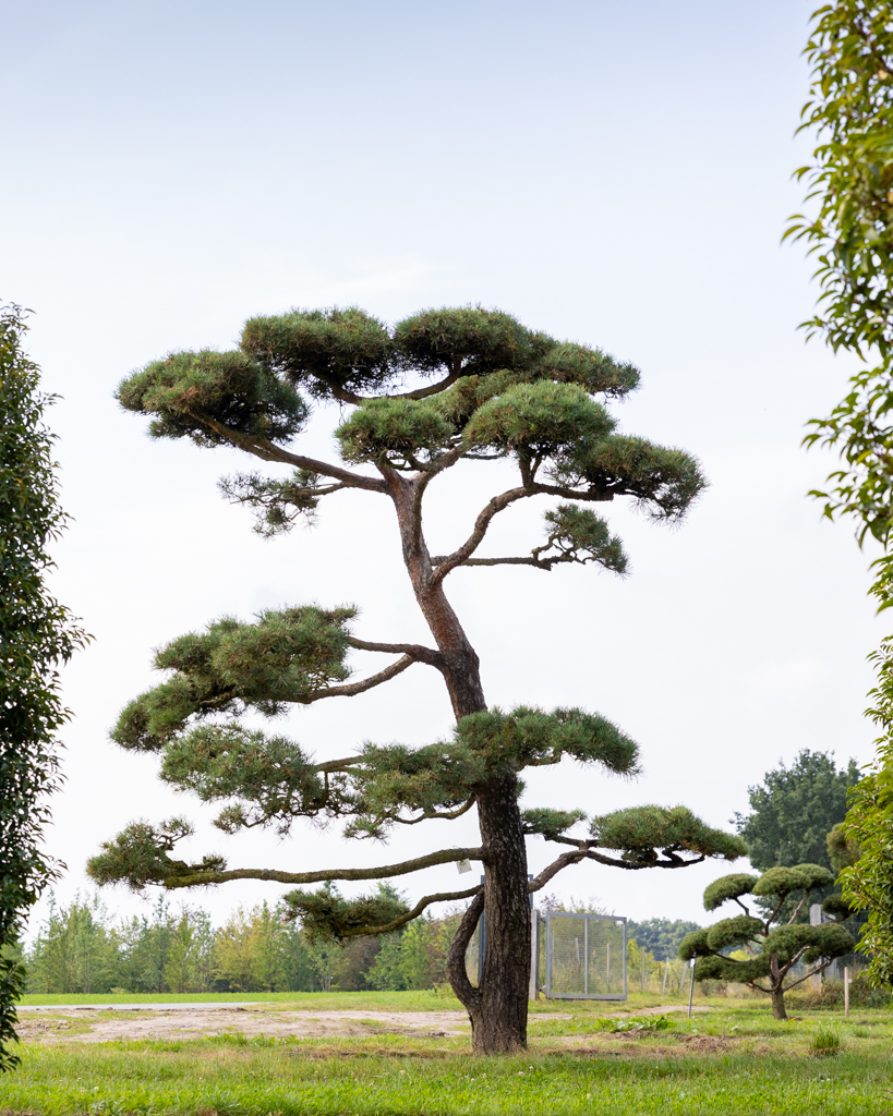 Pinus sylvestris Bonsai